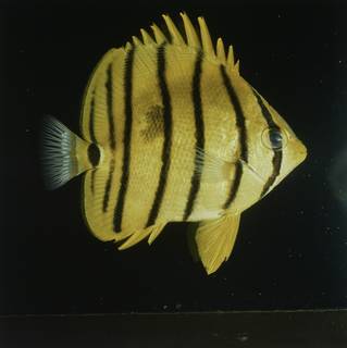 To NMNH Extant Collection (Chaetodon octofasciatus FIN027738 Slide 120 mm)