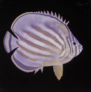 To NMNH Extant Collection (Chaetodon ornatissimus FIN027739 Slide 120 mm)