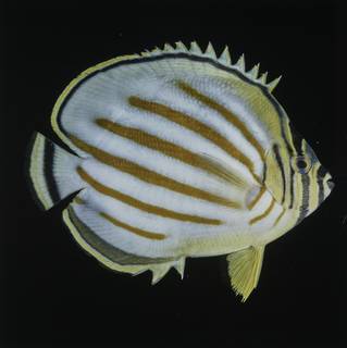 To NMNH Extant Collection (Chaetodon ornatissimus FIN027740 Slide 120 mm)