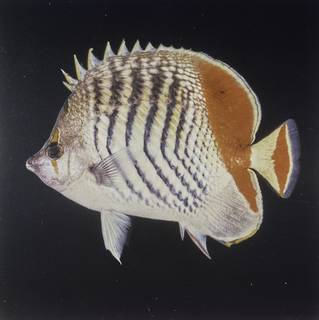 To NMNH Extant Collection (Chaetodon paucifasciatus FIN027741 Slide 120 mm)