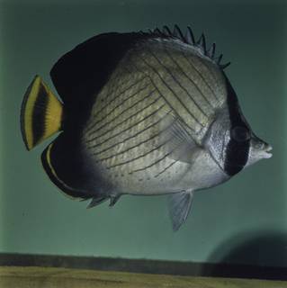 To NMNH Extant Collection (Chaetodon pictus FIN027743 Slide 120 mm)