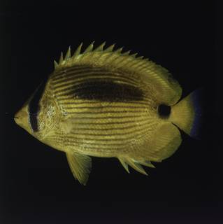 To NMNH Extant Collection (Chaetodon plebeius FIN027744 Slide 120 mm)