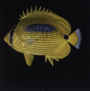 To NMNH Extant Collection (Chaetodon plebeius FIN027745 Slide 120 mm)