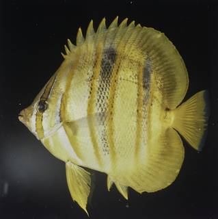 To NMNH Extant Collection (Chaetodon rainfordi FIN027751 Slide 120 mm)