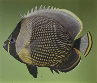 To NMNH Extant Collection (Chaetodon reticulatus FIN027752 Slide 120 mm)