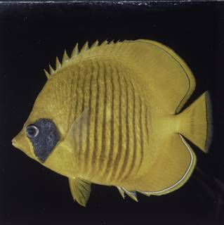 To NMNH Extant Collection (Chaetodon semilarvatus FIN027756 Slide 120 mm)