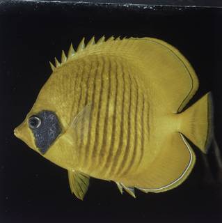 To NMNH Extant Collection (Chaetodon semilarvatus FIN027756B Slide 120 mm)