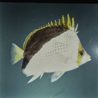 To NMNH Extant Collection (Chaetodon tinkeri FIN027761 Slide 120 mm)