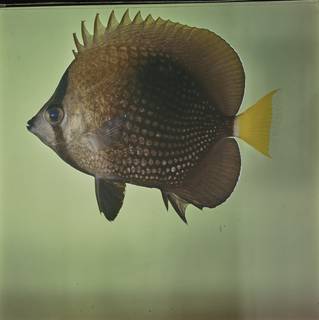 To NMNH Extant Collection (Chaetodon trichrous FIN027764 Slide 120 mm)