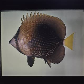 To NMNH Extant Collection (Chaetodon trichrous FIN027764B Slide 120 mm)
