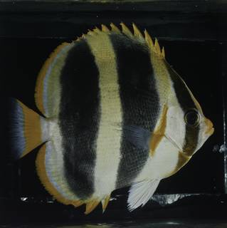 To NMNH Extant Collection (Chaetodon tricinctus FIN027765 Slide 120 mm)