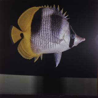 To NMNH Extant Collection (Chaetodon ulietensis FIN027770 Slide 120 mm)