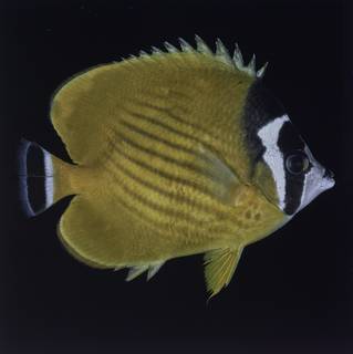 To NMNH Extant Collection (Chaetodon wiebeli FIN027775 Slide 120 mm)