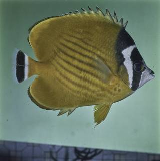 To NMNH Extant Collection (Chaetodon wiebeli FIN027775B Slide 120 mm)