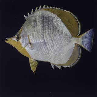 To NMNH Extant Collection (Chaetodon xanthocephalus FIN027776 Slide 120 mm)