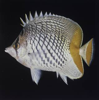 To NMNH Extant Collection (Chaetodon xanthurus FIN027777 Slide 120 mm)