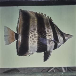 To NMNH Extant Collection (Chelmonops truncatus FIN027787 Slide 120 mm)