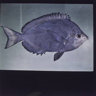 To NMNH Extant Collection (Hemitaurichthys multispinosus FIN027802 Slide 120 mm)