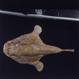 To NMNH Extant Collection (Chaunax umbrinus FIN027828 Slide 120 mm)