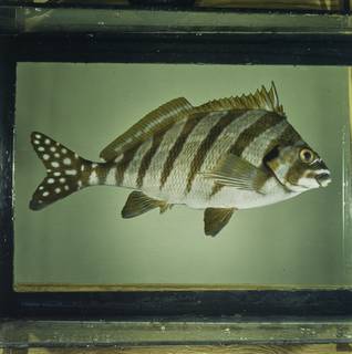 To NMNH Extant Collection (Cheilodactylus zonatus FIN027844 Slide 120 mm)