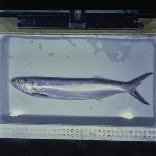 To NMNH Extant Collection (Chirocentrus nudus FIN027849 Slide 120 mm)