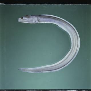 To NMNH Extant Collection (Kaupichthys hyoproroides FIN027855B Slide 120 mm)