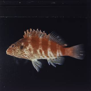 To NMNH Extant Collection (Cirrhitops fasciatus FIN027879 Slide 120 mm)
