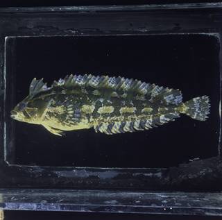 To NMNH Extant Collection (Pavoclinus graminis FIN027918 Slide 120 mm)