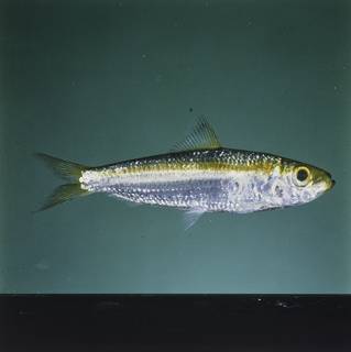 To NMNH Extant Collection (Herklotsichthys lossei FIN027939 Slide 120 mm)