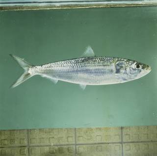 To NMNH Extant Collection (Sardinella longiceps FIN027963 Slide 120 mm)