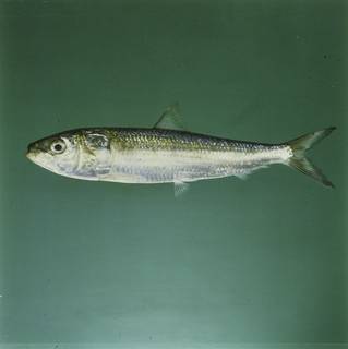 To NMNH Extant Collection (Sardinella longiceps FIN027964 Slide 120 mm)