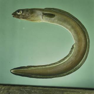 To NMNH Extant Collection (Congridae FIN027971 Slide 120 mm)