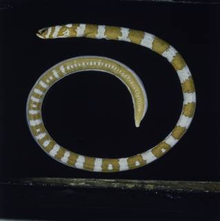 To NMNH Extant Collection (Gorgasia preclara FIN027986 Slide 120 mm)