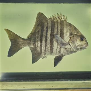 To NMNH Extant Collection (Dichistius multifasciatus FIN028004 Slide 120 mm)