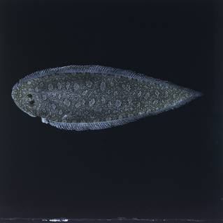 To NMNH Extant Collection (Cynoglossus FIN028010 Slide 120 mm)