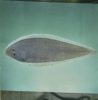 To NMNH Extant Collection (Paraplagusia blochii FIN028011 Slide 120 mm)