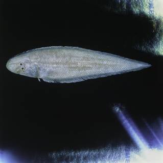 To NMNH Extant Collection (Cynoglossus arel FIN028016B Slide 120 mm)
