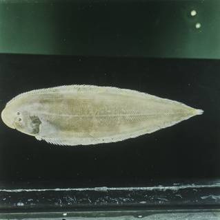 To NMNH Extant Collection (Cynoglossus bilineatus FIN028018 Slide 120 mm)