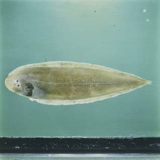 To NMNH Extant Collection (Cynoglossus bilineatus FIN028018B Slide 120 mm)
