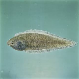 To NMNH Extant Collection (Cynoglossus macrostomus FIN028021 Slide 120 mm)