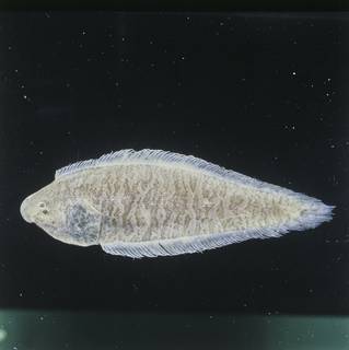 To NMNH Extant Collection (Cynoglossus macrostomus FIN028021B Slide 120 mm)