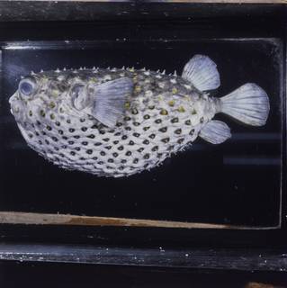 To NMNH Extant Collection (Cyclichthys spilostylus FIN028065 Slide 120 mm)
