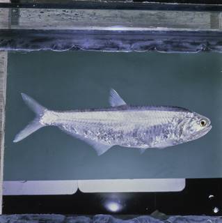 To NMNH Extant Collection (Thryssa whiteheadi FIN028120 Slide 120 mm)