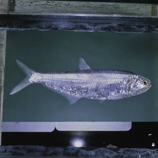 To NMNH Extant Collection (Thryssa whiteheadi FIN028120B Slide 120 mm)