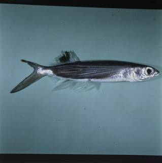 To NMNH Extant Collection (Cheilopogon spilonotopterus FIN028130 Slide 120 mm)