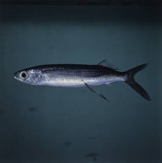 To NMNH Extant Collection (Cypselurus opisthopus FIN028138 Slide 120 mm)