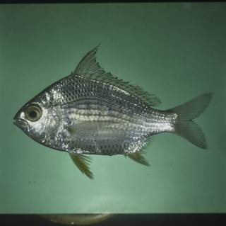 To NMNH Extant Collection (Gerres erythrourus FIN028154 Slide 120 mm)