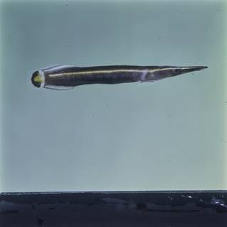 To NMNH Extant Collection (Diademichthys lineatus FIN028172 Slide 120 mm)