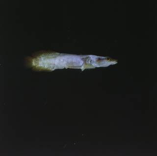 To NMNH Extant Collection (Lepadichthys FIN028178 Slide 120 mm)
