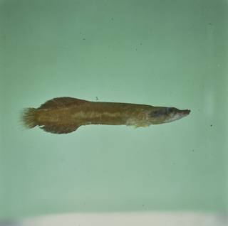 To NMNH Extant Collection (Lepadichthys FIN028179 Slide 120 mm)